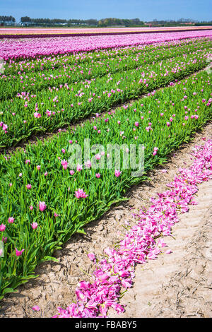 Campi di Tulipani in Lisse, vicino a Keukenhof, Paesi Bassi Foto Stock