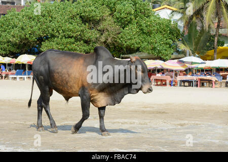 Una vacca sacra vaga lungo la riva su Arambol Beach, a Nord Goa, India Foto Stock