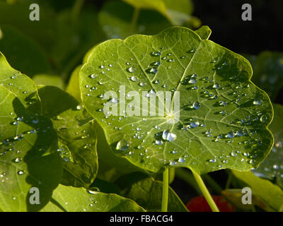 Le gocce di rugiada su una foglia i Nasturzi Foto Stock