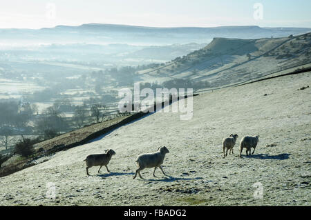 Pecora su un gelido collina nella campagna inglese su una fredda mattina di inverno. Foto Stock