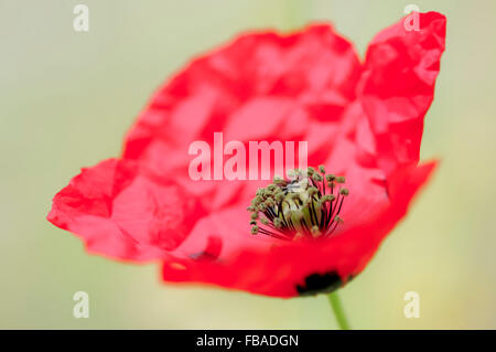 Papavero rosso fiore con un chiaro sfondo pallido. Foto Stock