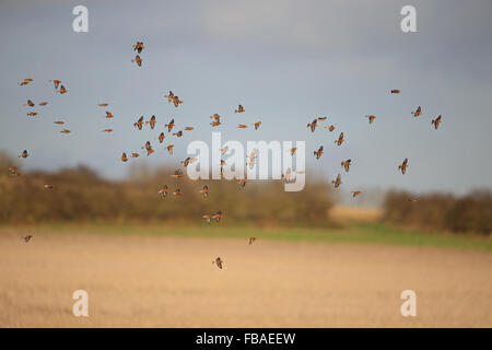 Linnet (Carduelis cannabina) NORFOLK REGNO UNITO GB Gennaio 2016 Foto Stock