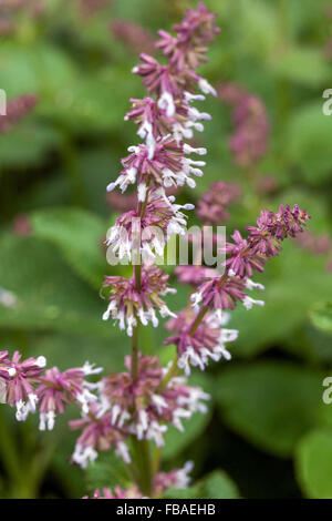 Salvia napifolia fiore viola Foto Stock