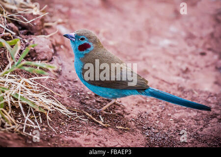Rosso-cheeked Cordon Bleu Finch (Uraeginthus bengalus), Lalibela. Etiopia.