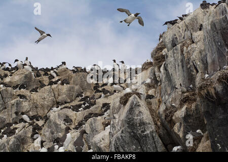 Guillemots nidi su una roccia nel farne Islands, Northumberland England Regno Unito Foto Stock