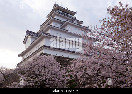 Tsuruga castello circondato da fiori di ciliegio, Aizuwakamatsu, Fukushima Prefettura, Giappone Foto Stock