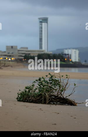 Swansea, Regno Unito. Il 13 gennaio, 2016. Regno Unito Meteo: parte di un albero è lavato a terra su Swansea Beach, South Wales, Regno Unito. Re: vento, pioggia e temperature basse è stata che riguardano parti del Regno Unito. Credito: D Legakis/Alamy Live News Foto Stock