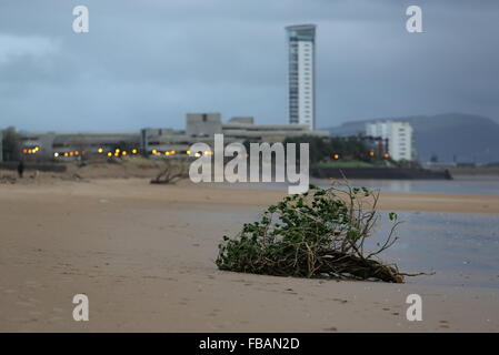 Swansea, Regno Unito. Il 13 gennaio, 2016. Regno Unito Meteo: parte di un albero è lavato a terra su Swansea Beach, South Wales, Regno Unito. Re: vento, pioggia e temperature basse è stata che riguardano parti del Regno Unito. Credito: D Legakis/Alamy Live News Foto Stock