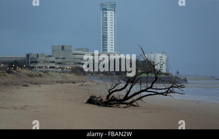 Swansea, Regno Unito. Il 13 gennaio, 2016. Regno Unito Meteo: parte di un albero è lavato a terra su Swansea Beach, South Wales, Regno Unito. Re: vento, pioggia e temperature basse è stata che riguardano parti del Regno Unito. Credito: D Legakis/Alamy Live News Foto Stock