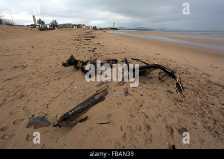 Swansea, Regno Unito. Il 13 gennaio, 2016. Regno Unito Meteo: parte di un albero è lavato a terra su Swansea Beach, South Wales, Regno Unito. Re: vento, pioggia e temperature basse è stata che riguardano parti del Regno Unito. Credito: D Legakis/Alamy Live News Foto Stock