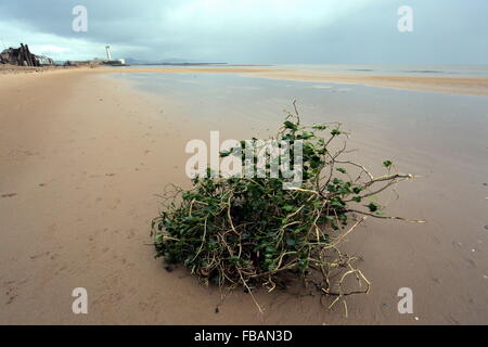 Swansea, Regno Unito. Il 13 gennaio, 2016. Regno Unito Meteo: parte di un albero è lavato a terra su Swansea Beach, South Wales, Regno Unito. Re: vento, pioggia e temperature basse è stata che riguardano parti del Regno Unito. Credito: D Legakis/Alamy Live News Foto Stock