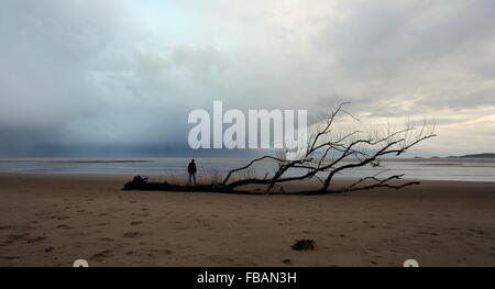 Swansea, Regno Unito. Il 13 gennaio, 2016. Regno Unito Meteo: un albero ha lavato a terra su Swansea Beach, South Wales, Regno Unito. Re: vento, pioggia e temperature basse è stata che riguardano parti del Regno Unito. Credito: D Legakis/Alamy Live News Foto Stock