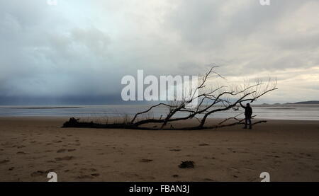 Swansea, Regno Unito. Il 13 gennaio, 2016. Regno Unito Meteo: un albero ha lavato a terra su Swansea Beach, South Wales, Regno Unito. Re: vento, pioggia e temperature basse è stata che riguardano parti del Regno Unito. Credito: D Legakis/Alamy Live News Foto Stock