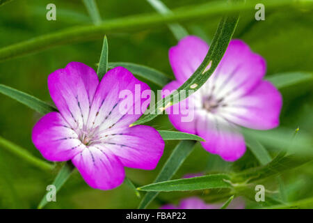 Agrostemma githago, corn coccole viola primo piano fiore Foto Stock