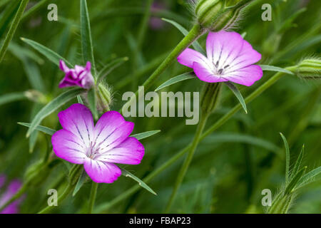 Agrostemma githago Agrostemma fiori corncockle, corn cockle Foto Stock