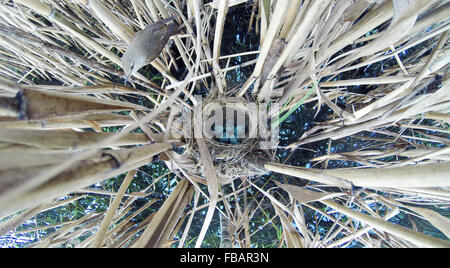 Il nido del grande Reed Trillo in natura. La Russia. Russia, Rjazan Regione (Ryazanskaya oblast), il distretto Pronsky. Foto Stock