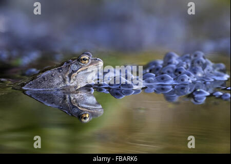 Adulto Rana comune (Rana temporaria) nel laghetto in giardino, con frogspawn e riflessioni, Bentley, Suffolk, Aprile 2013 Foto Stock