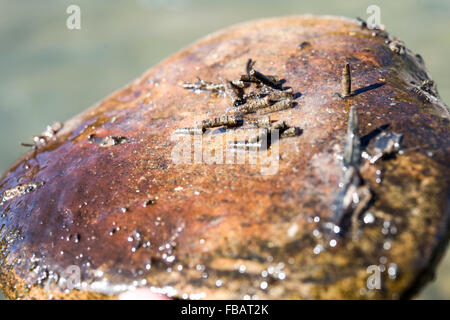 Caddis Larva emergente dal shuck su una roccia in un flusso Foto Stock