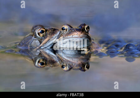 Adulto Rana comune coppia (Rana temporaria) nel laghetto in giardino, circondato da frogspawn, con riflessione, Bentley, Suffolk, Aprile 2013 Foto Stock