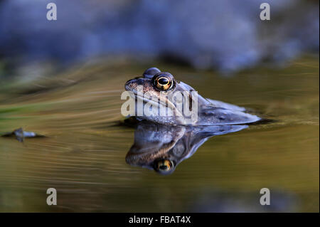 Adulto Rana comune (Rana temporaria) nel laghetto in giardino con frospawn e riflessioni, Bentley, Suffolkm,aprile 2013 Foto Stock