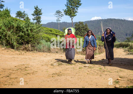 Raccoglitori di tè in una piantagione a Nuwara Eliya vicino a Kandy Sri Lanka asia Foto Stock