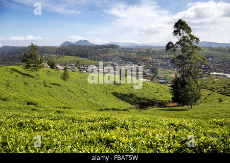 Paesaggio la piantagione di tè, quartiere Nuwara Eliya, Highlands Centrali, Sri Lanka Foto Stock