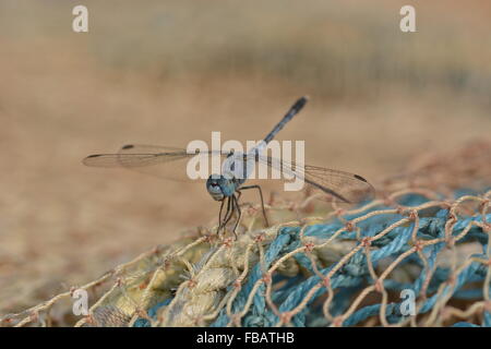 Libellula su fishernet Foto Stock