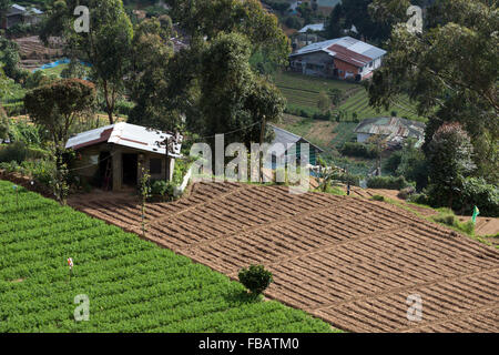 Paesaggio la piantagione di tè, quartiere Nuwara Eliya, Highlands Centrali, Sri Lanka Foto Stock