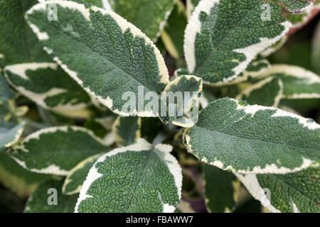 La Salvia officinalis 'creme de la creme' ornamentali e foglie aromatiche Foto Stock