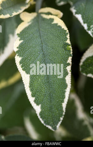 La Salvia officinalis 'creme de la creme' di piante ornamentali e di erbe aromatiche foglie Foto Stock