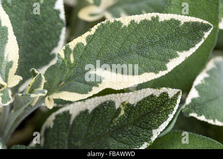 Salvia officinalis 'Creme de la Creme' erbe ornamentali e aromatiche, foglie primo piano fragranti, cucina salvia, bordo foglia bianco Foto Stock