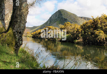 Craig Yr Aderyn gorse giallo e il fiume Dysynni nel Dysynni Valley vicino a Llanegryn Tywyn e il Galles Centrale Foto Stock