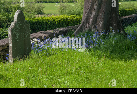 Bluebells in un cimitero Foto Stock