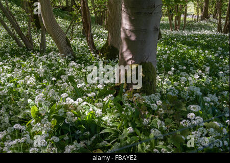 Aglio selvatico nel bosco Foto Stock