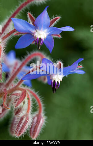 Borragine, borragine officinalis fioritura Foto Stock