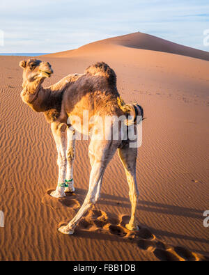 Fiesty camel, Erg Chegaga Marocco Foto Stock