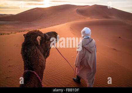 Uomo porta camel, Erg Chegaga Marocco Foto Stock