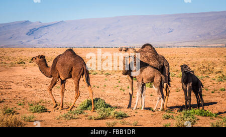 Bambini cammelli e madre, Marocco