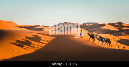 Camel trek attraverso le dune Sahariane, Erg Chebbi Marocco Foto Stock