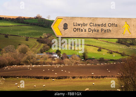 Pecore in campi nei pressi Newchurch, POWYS, GALLES. Foto Stock