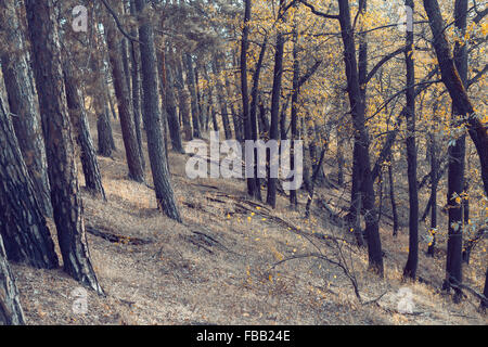 Foglie di giallo alberi Foto Stock