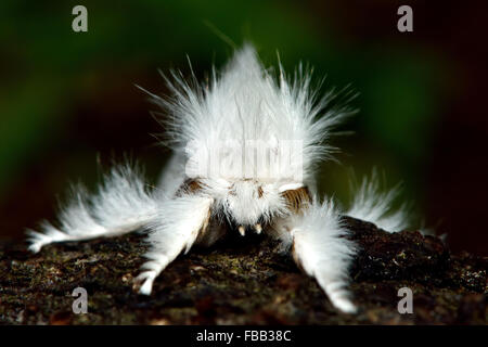 Giallo-tail tarma (Euproctis similis). Un eccezionalmente hairy moth nella famiglia Erebidae, visto con testa Foto Stock