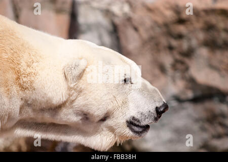 Orso polare Foto Stock