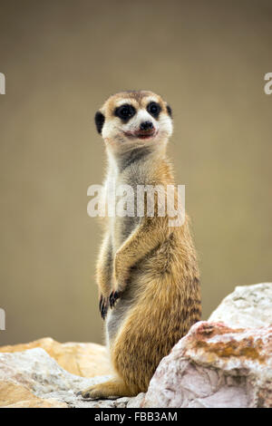 Meerkat (Suricata suricatta) con sanguinosa sorriso Foto Stock