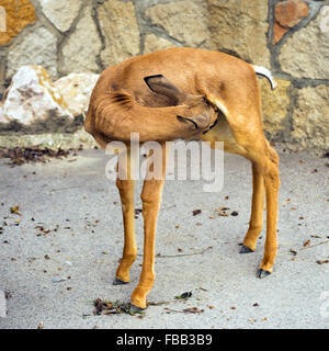 Baby dama Gazzella (Nanger dama mhorr) Foto Stock