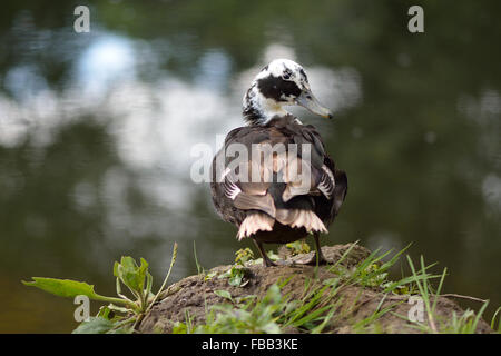 Addomesticazione germano reale (Anas platyrhynchos). Una varietà nazionali dell'anatra comune nella famiglia anatidi, lungo il fiume Avon Foto Stock