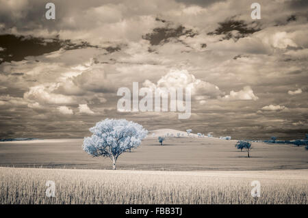 Campo da sole immagini a infrarossi, outback Nuovo Galles del Sud, Australia Foto Stock