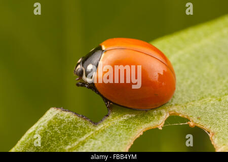 Un albergo immacolato Lady Beetle (Cycloneda sanguinea) posatoi su una foglia. Foto Stock