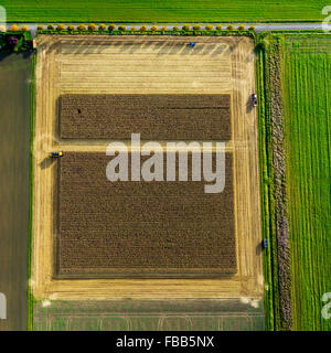 Vista aerea, cornfield, la raccolta del granoturco, mietitrebbia nel campo di grano, agricoltura, scatola rettangolare, campo sulla strada, Foto Stock