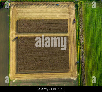 Vista aerea, cornfield, la raccolta del granoturco, mietitrebbia nel campo di grano, agricoltura, scatola rettangolare, campo sulla strada, Foto Stock